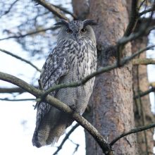 Lietuvos zoologijos sode užaugintas apuokas paleistas į gamtą