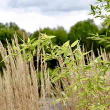 Egzotiniai, bet galintys augti Lietuvoje: ką naudinga žinoti apie bambukinius augalus?