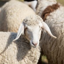 Socialiniame būste rasta 40 avių: sulaikytieji vilkėjo krauju aptaškytus marškinėlius