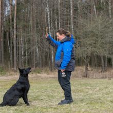 Vokiečių aviganių veisėja: šuo – ne žaislas
