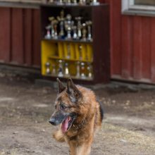 Vokiečių aviganių veisėja: šuo – ne žaislas