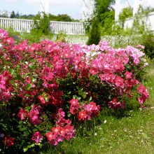 Botanikos sode pražydo tūkstančiai rožių