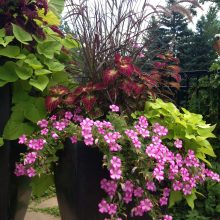 Svyrančių augalų girliandos – spalvinga puošmena