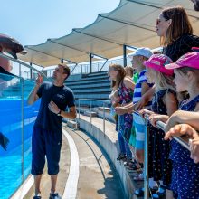 Naujajame delfinariumo pasirodyme – dėmesys ekologijai