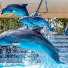 Naujajame delfinariumo pasirodyme – dėmesys ekologijai