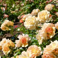Botanikos sode pražydo tūkstančiai rožių
