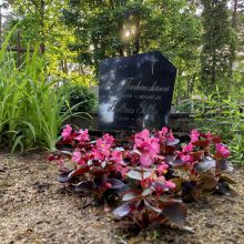 Nustėro: Karmėlavos kapinėse – brandaus ąžuolo vagystė