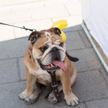 Geltonas kaspinas – šuns gerovei ir aplinkinių saugumui