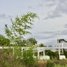 Egzotiniai, bet galintys augti Lietuvoje: ką naudinga žinoti apie bambukinius augalus?