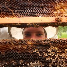 Šiais metais – mažiau medaus: kai kurie bitininkai skolinasi pinigų, kad galėtų maitinti bites