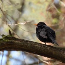 Lokacija: juodąjį strazdą lengva pažinti iš vienspalvio plunksnų apdaro. Peri šie paukščiai visoje Lietuvoje, didelėse ir mažose giriose, tačiau pastaruoju metu pastebimi ir miestuose.