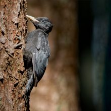Paukščiai grįžta: miškininkai paaiškino svarbiausias inkilų kėlimo taisykles