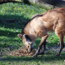 Artėjantį savaitgalį – trys progos pažinti gyvūnus Lietuvos zoologijos sode