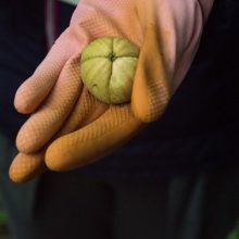 Riešutmedžių giraitėje kvietė pažinti neatrastą skonį