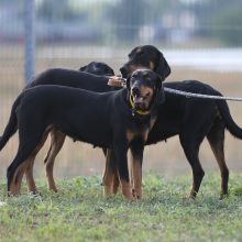 Žirgų lenktynėse Dzūkijoje – skrybėlaitėmis pasipuošusios žinomos moterys