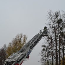 Ištverminga: Micė, vis puolama varnų, tris paras praleido ant šakos, maždaug 15 m aukštyje. Jos gelbėjimo operaciją surengė Kauno ugniagesiai gelbėtojai. 