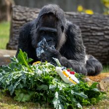 Seniausia pasaulyje gorila švenčia 65 metų sukaktį