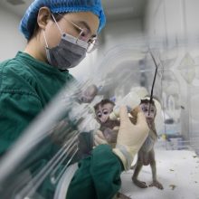Klonuotos beždžionės pakeistais genais. Tai padės žmonėms?