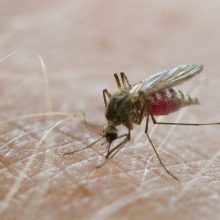 Europoje plinta maliarija ir dengės karštligė: Lietuvoje yra įmanomi visokie scenarijai
