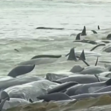 Australijoje į krantą išmesta daugiau nei 130 delfinų