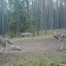Lietuvos girioje nufilmuota didžiulė vilkų šeima
