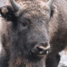 Lietuvos zoologijos sode gyvūnams pradedamos dalinti kalėdinės dovanos