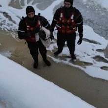 Neeilinė gelbėjimo operacija: ant Kuršių marių ledo – apšalę suopiai