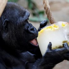 Karščiai zoologijos sode: goriloms siūloma atsigaivinti šerbetu