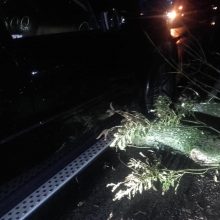 Per plauką nuo tragedijos: Marijampolėje automobilis pakibo ant nuvirtusio medžio