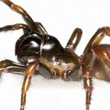 Australijoje nuo vapsvos įgėlimo nugaišo seniausias pasaulio voras
