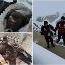 Neeilinė gelbėjimo operacija: ant Kuršių marių ledo – apšalę suopiai
