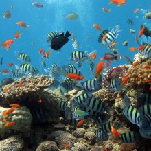 Visuotinis atšilimas naikina koralinius rifus kur kas greičiau nei manyta