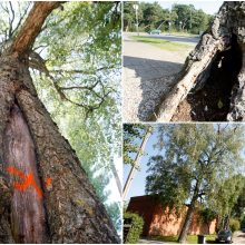 Skundai neliko nepastebėti: Klaipėdoje pagaliau pjaus senus medžius