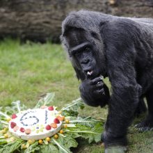 Skaudi netektis: būdama 63 metų nugaišo seniausia nelaisvėje gyvenusi gorila