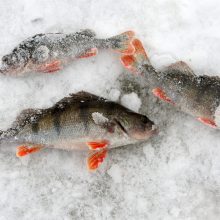 Žvejai okupavo Dangę: ant ledo traukia būriais