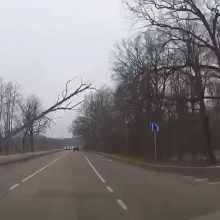 Per plauką nuo skaudžios nelaimės: vėjas vartė medžius tiesiai prieš mašinas <span style=color:red;>(vaizdo įrašas)</span>