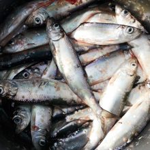 Žvejai rizikuoja dėl strimelių: nepaiso įspėjamųjų ženklų