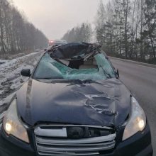 Kelyje Kretinga-Jokūbavas – skaudus incidentas: automobilis partrenkė į kelią išbėgusį briedį
