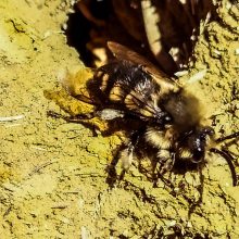 Šimtametės sodybos pamatuose – bitės „gegutės“