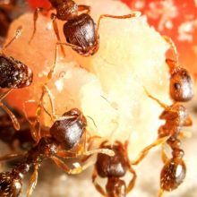 (Ne)pavojingos skruzdėlės: kaip apsisaugoti