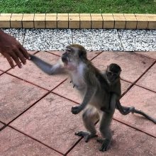 Malaizija: akimirksniu beždžionėlių išsegti auskarai ir lietuviškojo Banksy darbai