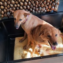 Lietuvių pora Tailande tapo benamių šunų gelbėtojais