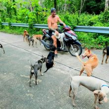 Darbas: kasdien lietuvių diena prasideda ir baigiasi važinėjimu po Koh Kood salą su šunų maisto maišu bei vaistais 