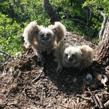 Kartais senuose erelių lizduose įsikuria į Lietuvos raudonąją knygą įrašyti didieji apuokai.