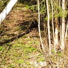 Miško lankytojus stebina išvartyti medžiai: darbuojasi stambiausias Lietuvos graužikas