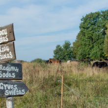 Gyvenimo ir žmonių nuskriausti arkliai ramybę randa „Arklių slėnyje“