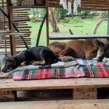 Lietuvių pora Tailande tapo benamių šunų gelbėtojais