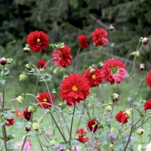 VDU Botanikos sode pražydo puošniausios rudens gėlės – gausi jurginų kolekcija