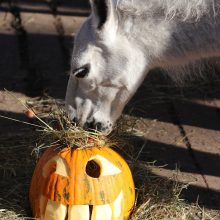 Tradicija: skanusis moliūgadienis Lietuvos zoologijos sodo gyvūnams 