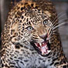 Indijoje leopardas teismo rūmų komplekse sužeidė penkis žmones